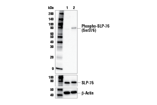 undefined Image 2: Human CD3ε Activating (OKT3) Mouse mAb (Low Endotoxin, Azide-free)