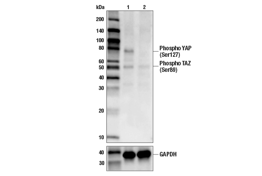 PhosphoPlus® YAP (Ser127) Antibody Duet: Image 1