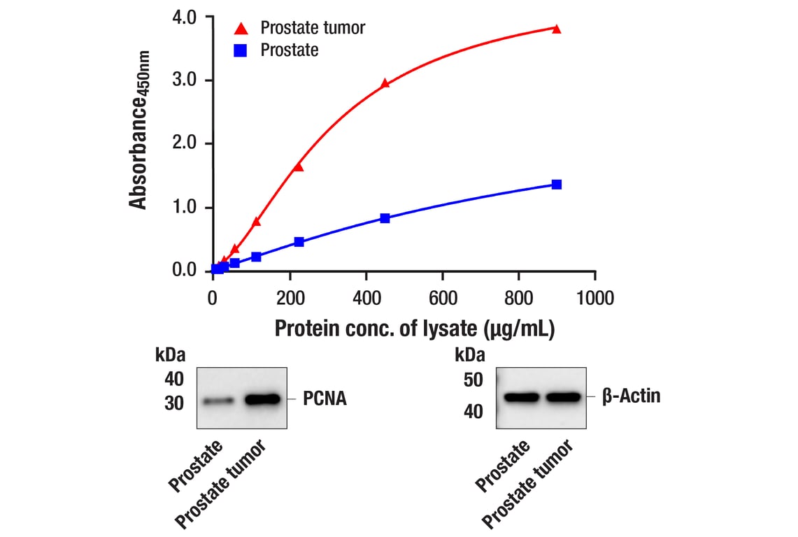 ELISA Image 1: FastScan<sup>™</sup> PCNA ELISA Kit