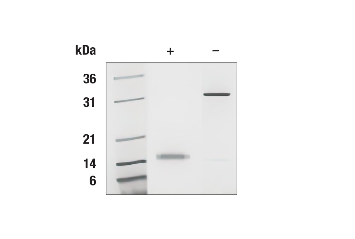 undefined Image 2: Human CSF-1/M-CSF Recombinant Protein