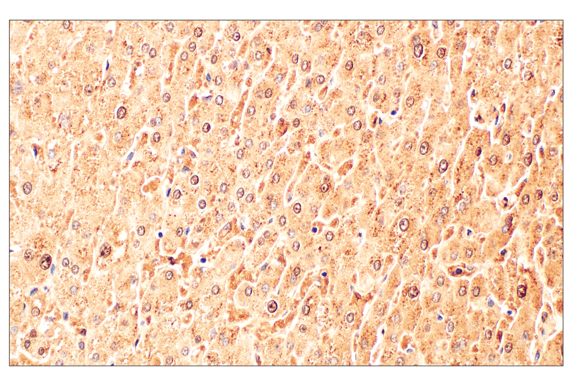Immunohistochemistry Image 6: Catalase (D4P7B) XP<sup>®</sup> Rabbit mAb