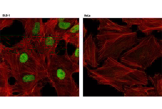 Immunofluorescence Image 1: CDX2 (D11D10) Rabbit mAb (BSA and Azide Free)