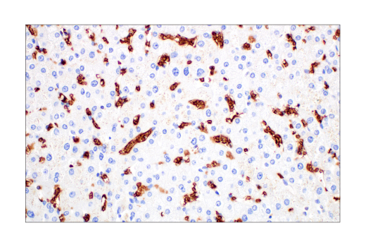 Immunohistochemistry Image 6: Glut1 (E4S6I) Rabbit mAb
