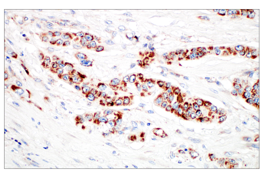 Immunohistochemistry Image 1: TFAM (D5C8) Rabbit mAb