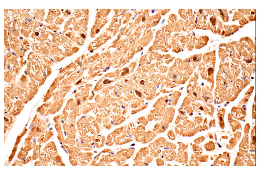 Immunohistochemistry Image 5: Ubiquitin (E6K4Y) XP<sup>®</sup> Rabbit mAb (BSA and Azide Free)