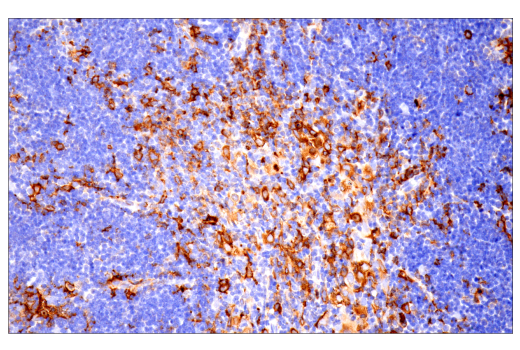 Immunohistochemistry Image 13: p22phox (E7Y1F) XP<sup>®</sup> Rabbit mAb