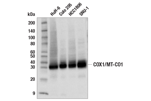 Western Blotting Image 2: COX1/MT-CO1 (E2I2R) Rabbit mAb