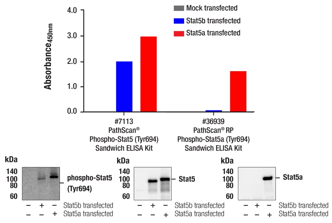 ELISA Image 2: PathScan<sup>®</sup> RP Phospho-Stat5a (Tyr694) Sandwich ELISA Kit