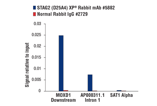 Chromatin Immunoprecipitation Image 1: STAG2 (D25A4) XP<sup>®</sup> Rabbit mAb