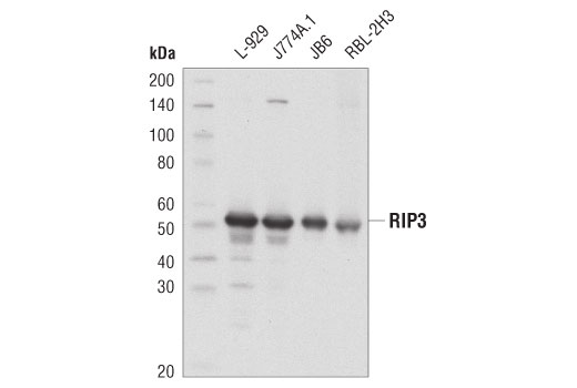 Western Blotting Image 2: RIP3 (D8J3L) Rabbit mAb