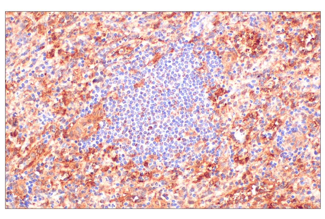 undefined Image 41: Cell Fractionation Antibody Sampler Kit