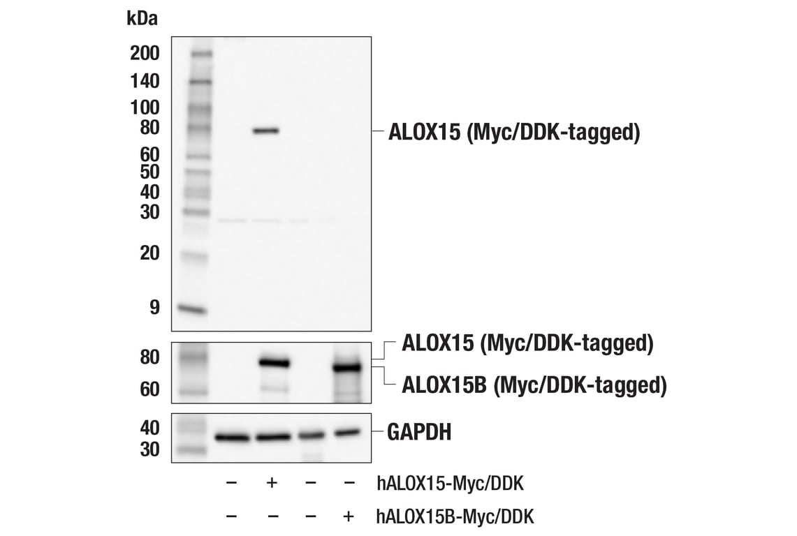 Western Blotting Image 4: ALOX15 (E5D1C) Rabbit mAb