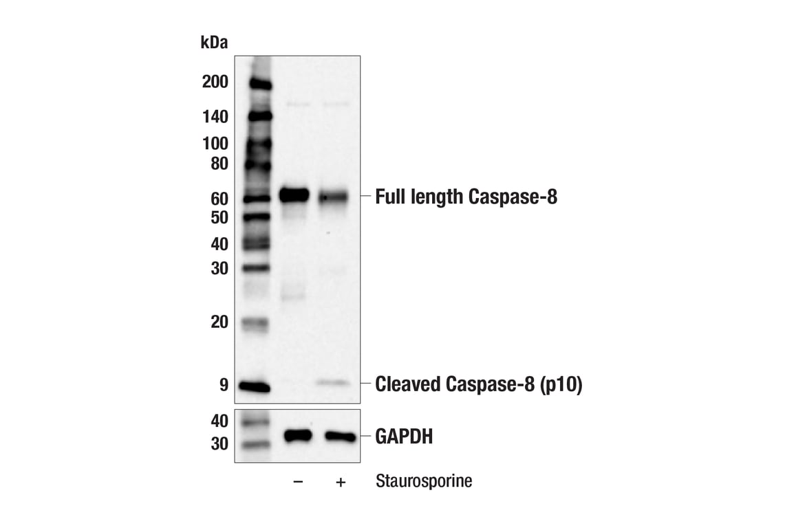 Western Blotting Image 3: Caspase-8 (F5K9P) Rabbit mAb (BSA and Azide Free)