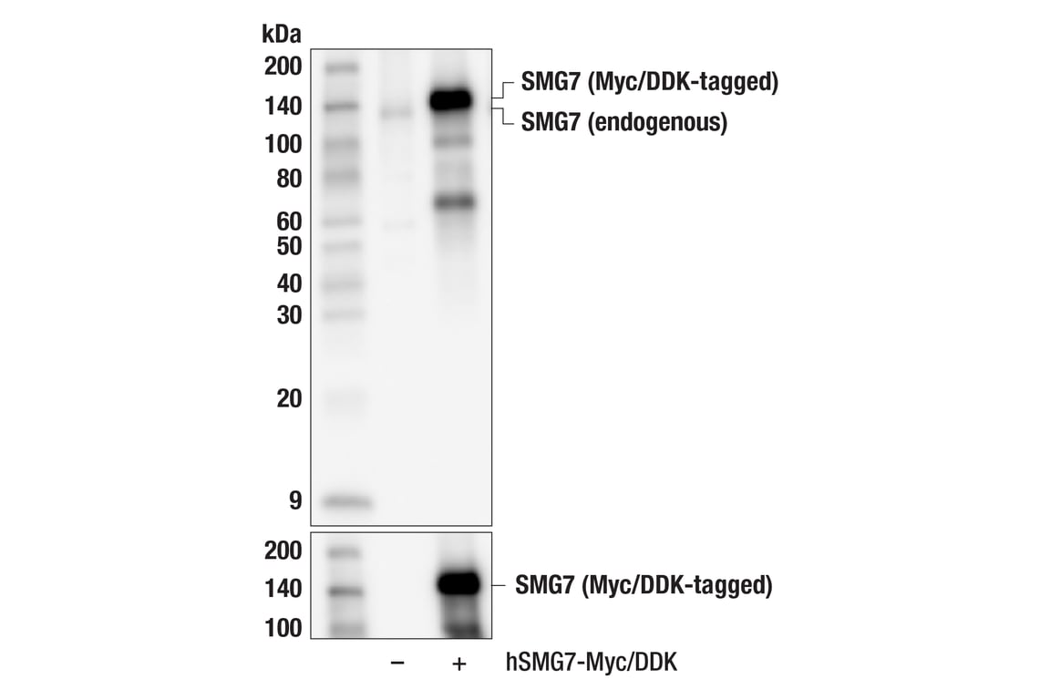 Western Blotting Image 3: SMG7 (F9W1J) Rabbit mAb