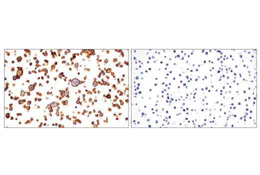 Immunohistochemistry Image 4: CD86 (E2G8P) Rabbit mAb (BSA and Azide Free)