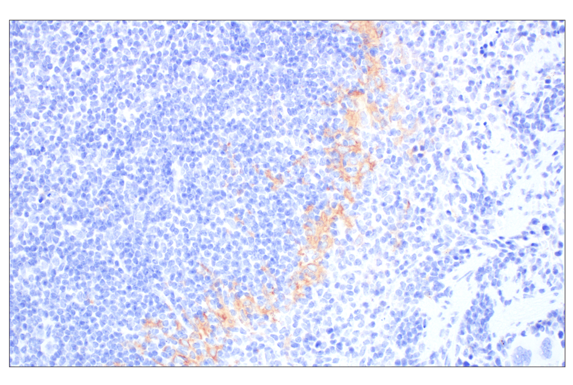 Immunohistochemistry Image 6: Siglec-1/CD169 (E1D7G) Rabbit mAb