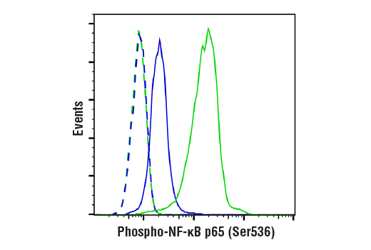 undefined Image 8: PhosphoPlus<sup>®</sup> NF-κB p65/RelA (Ser536) Antibody Duet