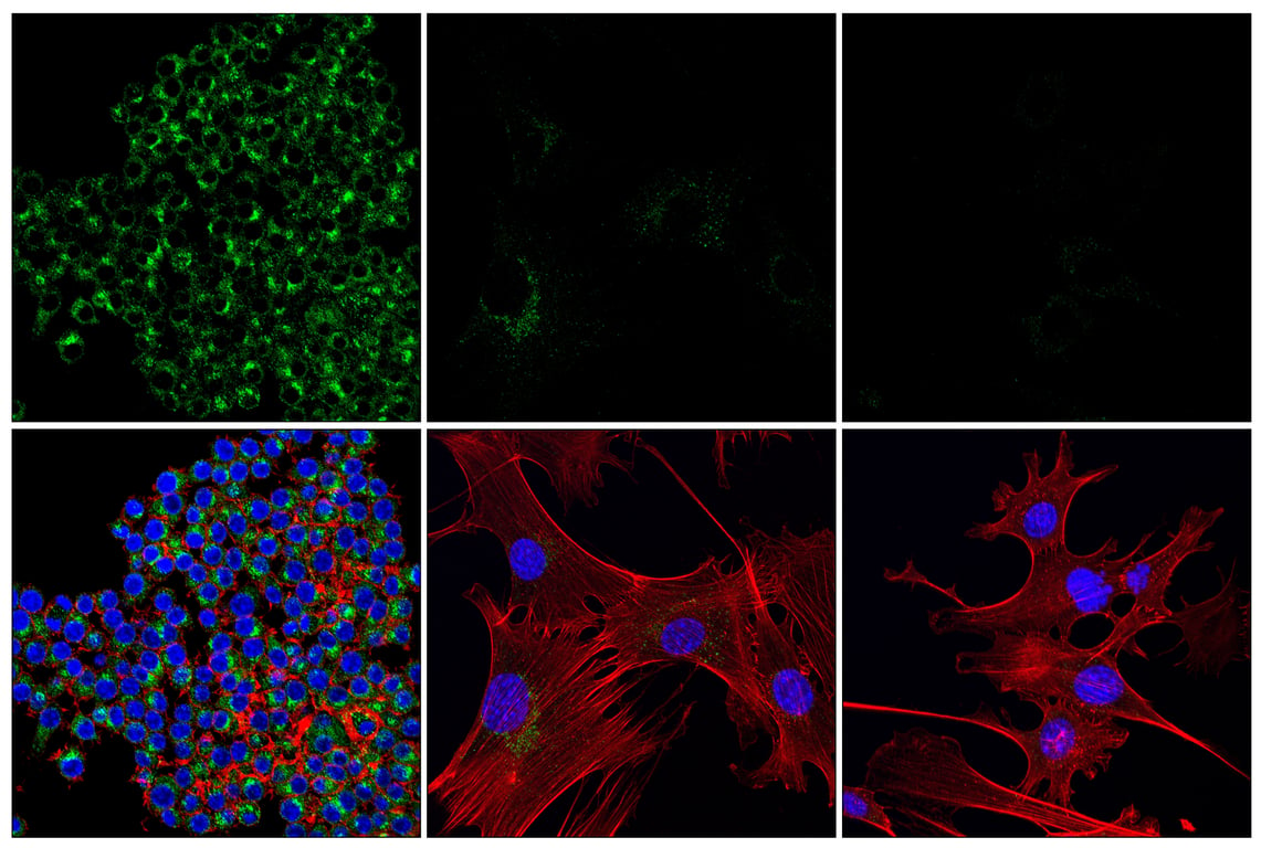 Immunofluorescence Image 1: β2-microglobulin (E8G2O) Rabbit mAb (BSA and Azide Free)