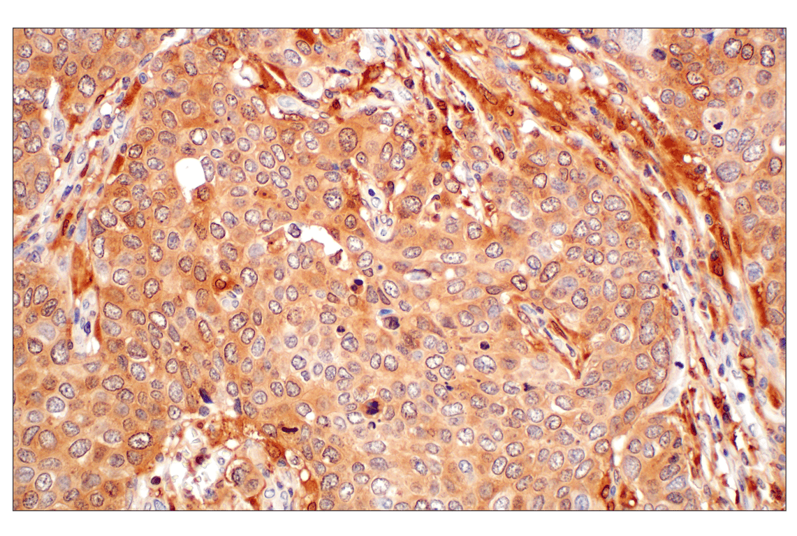 Immunohistochemistry Image 1: GPX4 (E5Y8K) Rabbit mAb