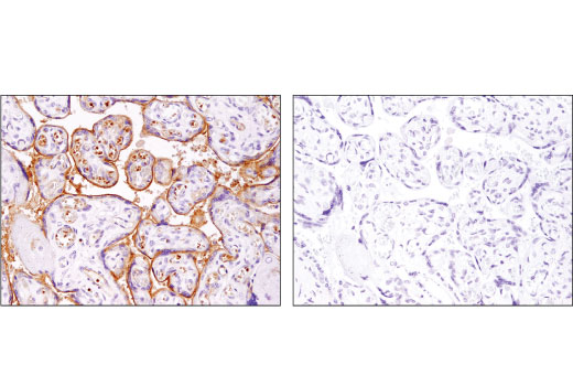 Immunohistochemistry Image 5: ABCG2 (D5V2K) XP<sup>®</sup> Rabbit mAb (BSA and Azide Free)