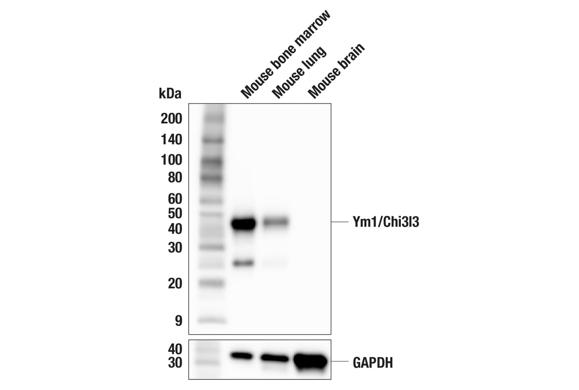 Western Blotting Image 1: Ym1/Chi3l3 (F7T7N) Rabbit mAb