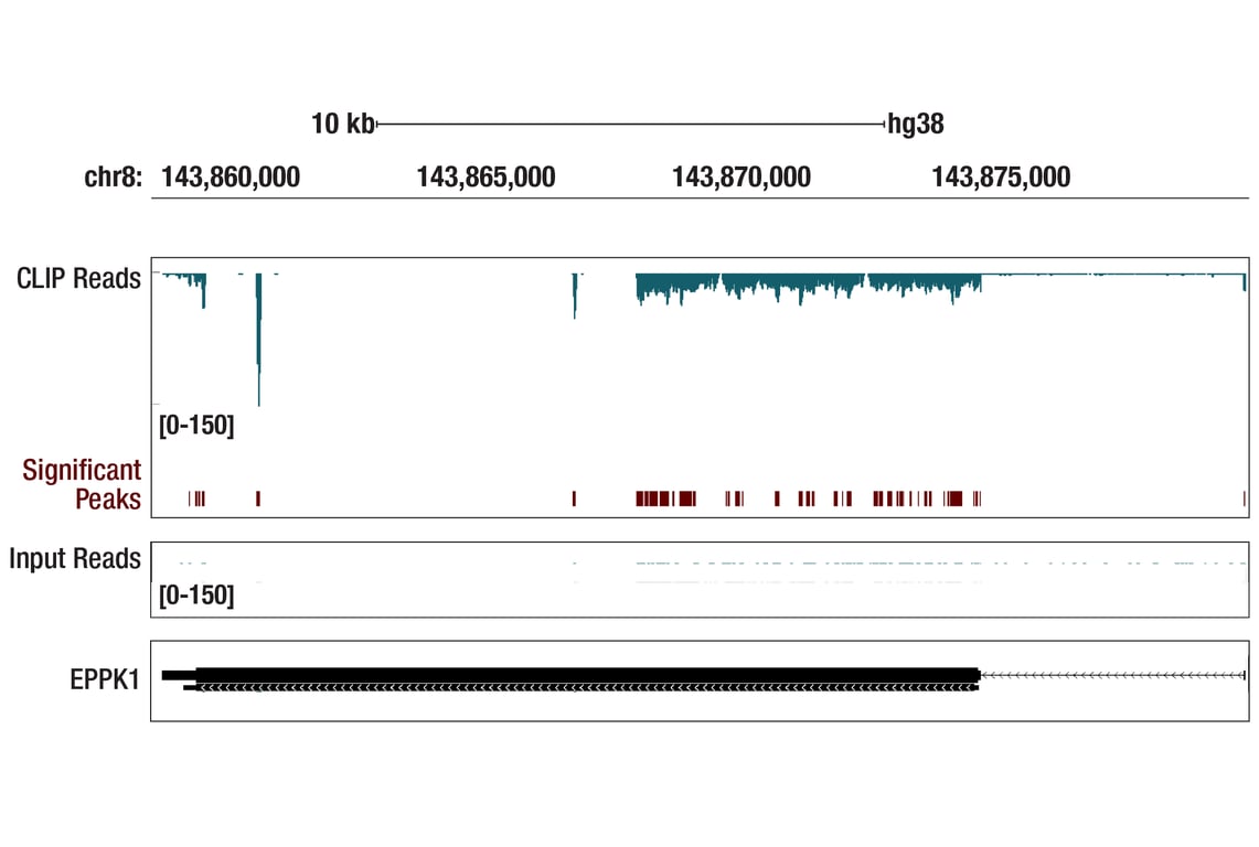 undefined Image 4: Glutamine Metabolism Antibody Sampler Kit