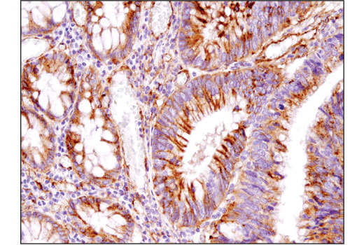 undefined Image 26: Host Cell Viral Restriction Factor Antibody Sampler Kit