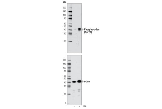 Western Blotting Image 1: c-Jun Control Cell Extracts