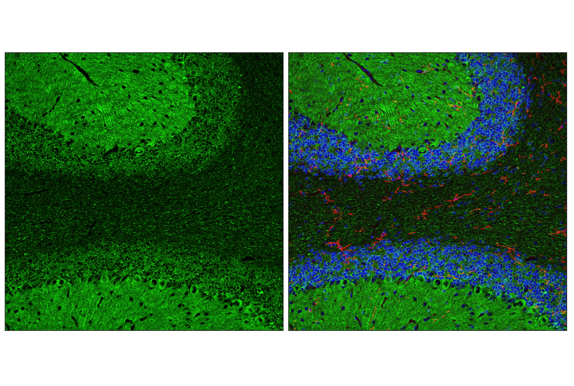 undefined Image 10: LRP1-mediated Endocytosis and Transmission of Tau Antibody Sampler Kit
