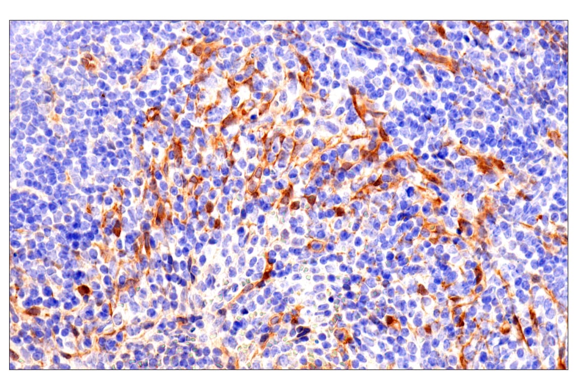 Immunohistochemistry Image 12: Phospho-YAP (Ser61) (E4Q8S) Rabbit mAb