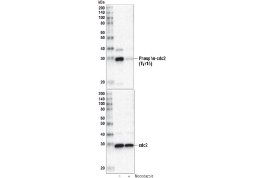 Western Blotting Image 1: Phospho-cdc2 (Tyr15) (10A11) Rabbit mAb (BSA and Azide Free)