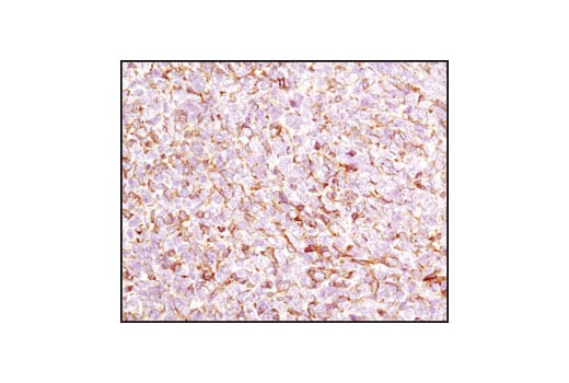 Immunohistochemistry Image 4: β-Actin (13E5) Rabbit mAb (BSA and Azide Free)