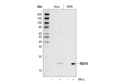 Western Blotting Image 1: ISG15 (22D2) Rabbit mAb
