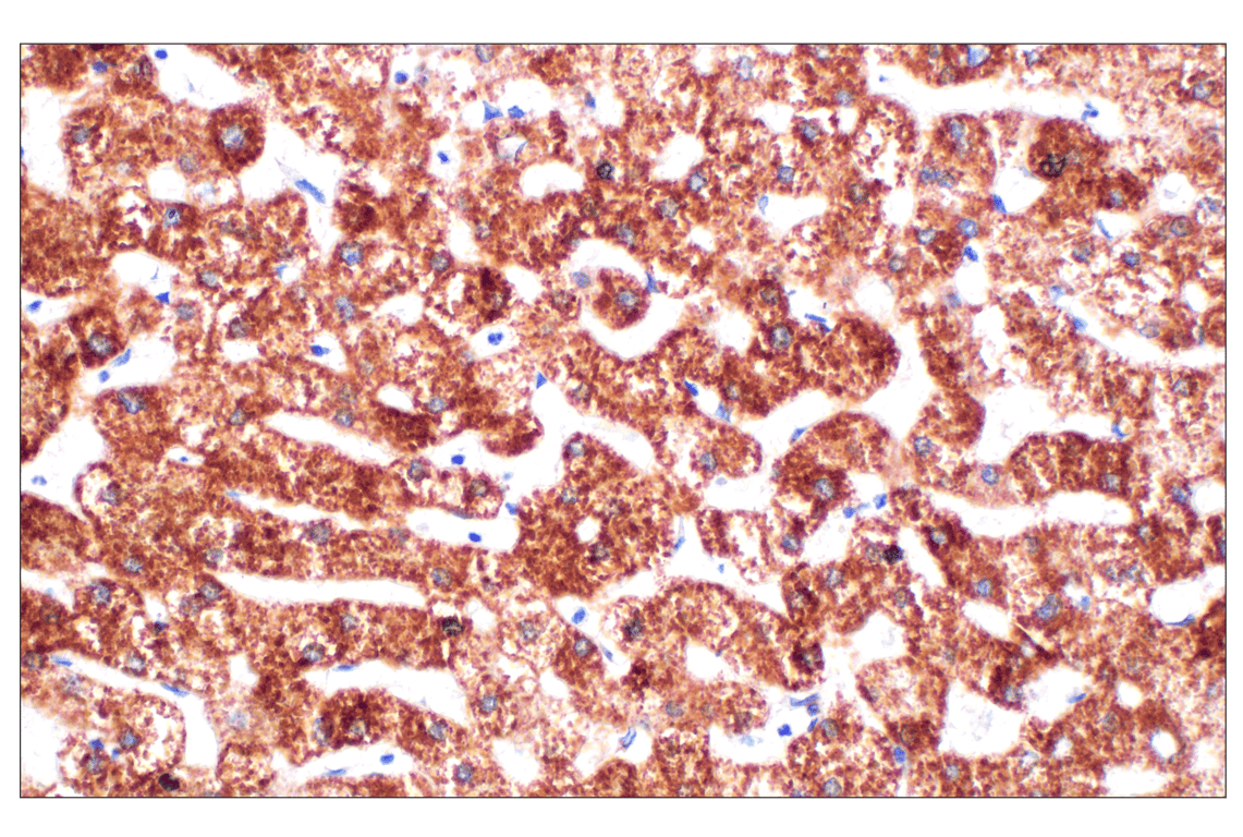 undefined Image 47: Cell Fractionation Antibody Sampler Kit