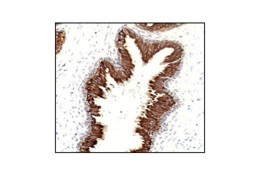 Immunohistochemistry Image 3: Keratin 18 (DC10) Mouse mAb