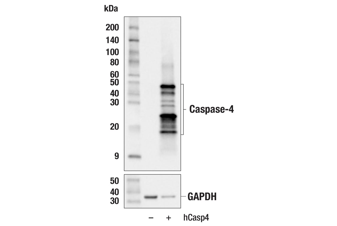 Western Blotting Image 3: Caspase-4 (F4T9L) Rabbit mAb