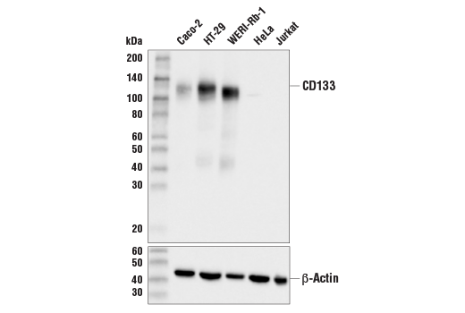 Western Blotting Image 1: CD133 (D2V8Q) XP<sup>®</sup> Rabbit mAb (BSA and Azide Free)