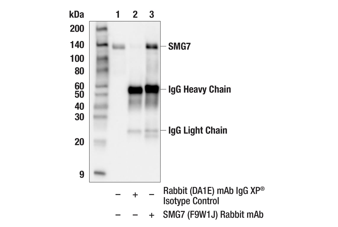 Immunoprecipitation Image 1: SMG7 (F9W1J) Rabbit mAb