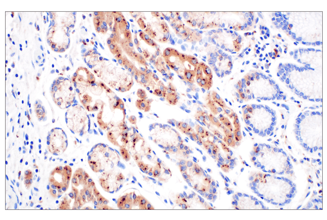 Immunohistochemistry Image 9: Cathepsin A (F8X9E) Rabbit mAb