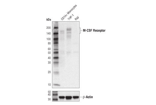 Western Blotting Image 1: CSF-1R/M-CSF-R (D3O9X) XP® Rabbit mAb