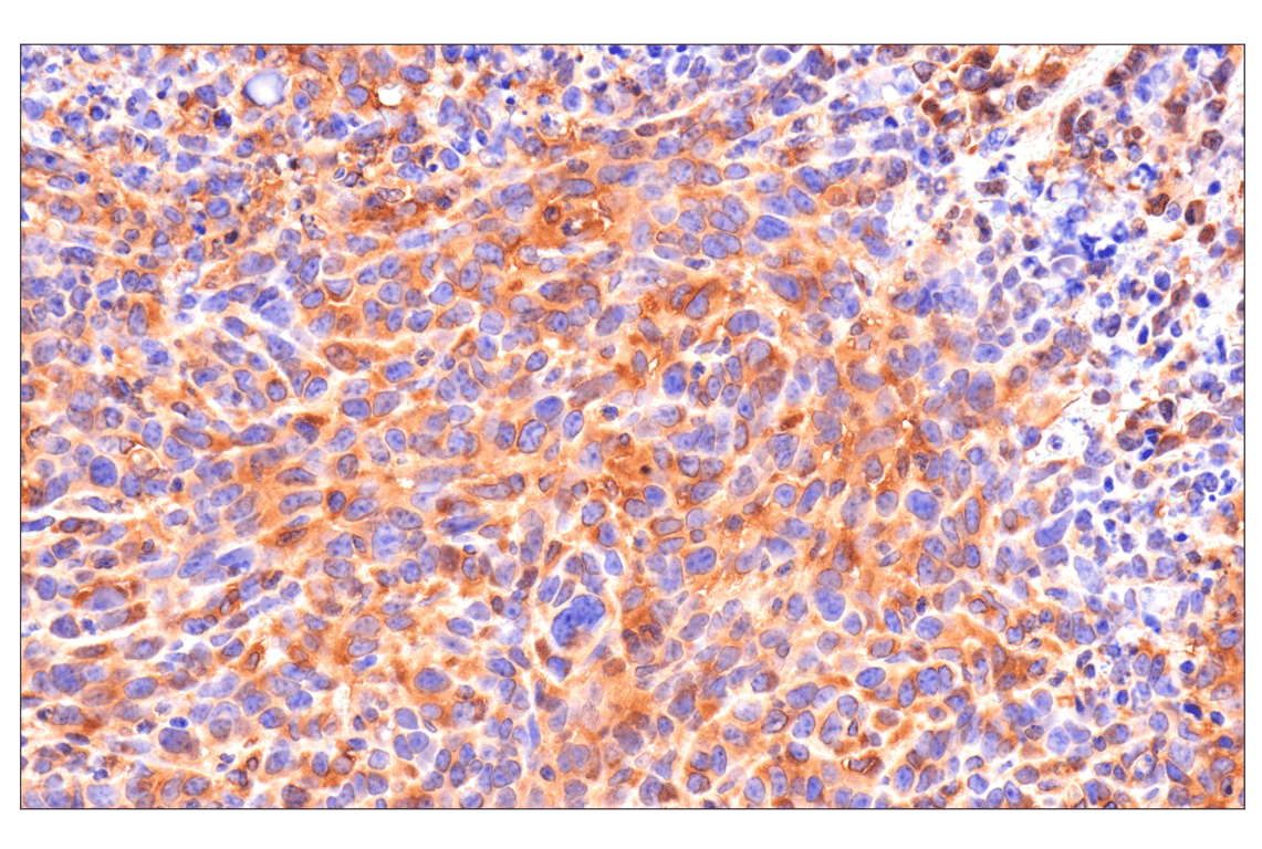 Immunohistochemistry Image 4: Caspase-8 (F5K9P) Rabbit mAb (BSA and Azide Free)