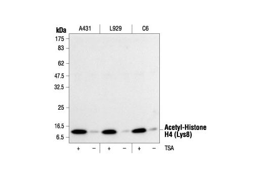Western Blotting Image 1: Acetyl-Histone H4 (Lys8) Antibody