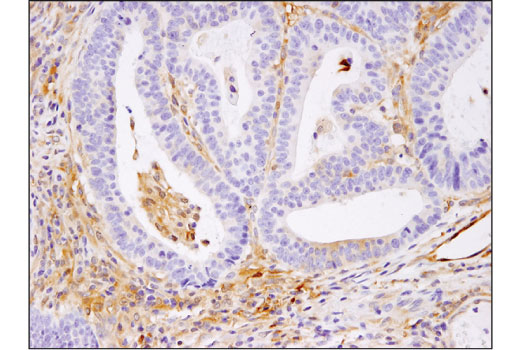Immunohistochemistry Image 1: RelB (D7D7W) Rabbit mAb