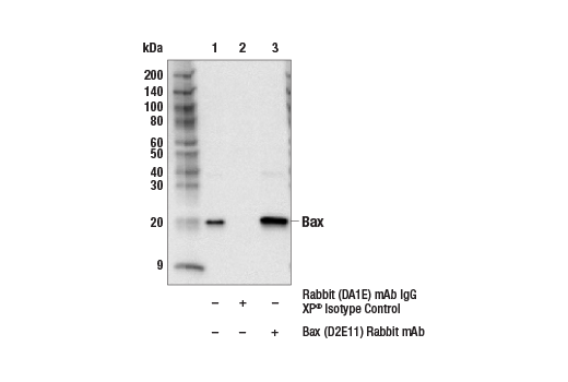 undefined Image 25: Pro-Apoptosis Bcl-2 Family Antibody Sampler Kit II