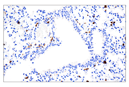 Immunohistochemistry Image 3: CD68 (E3O7V) Rabbit mAb