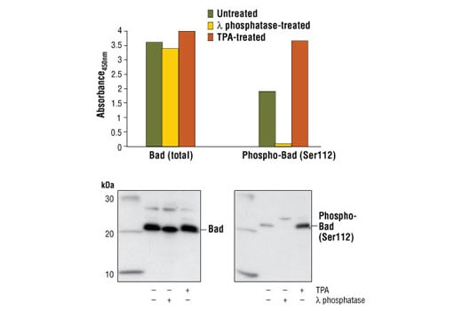 ELISA Image 1: PathScan<sup>®</sup> Phospho-Bad (Ser112) Sandwich ELISA Kit