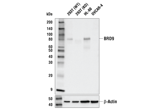 Western Blotting Image 1: BRD9 (E9R2I) Rabbit mAb (BSA and Azide Free)