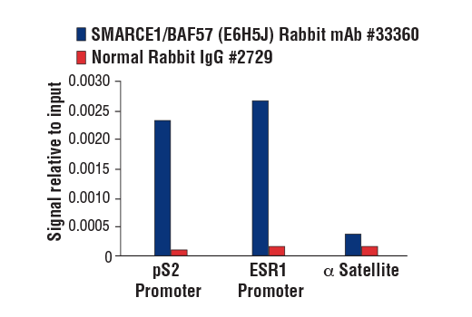 undefined Image 34: BAF Complex Antibody Sampler Kit II