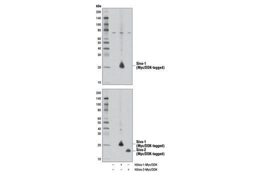 Western Blotting Image 2: Siva-1 Antibody