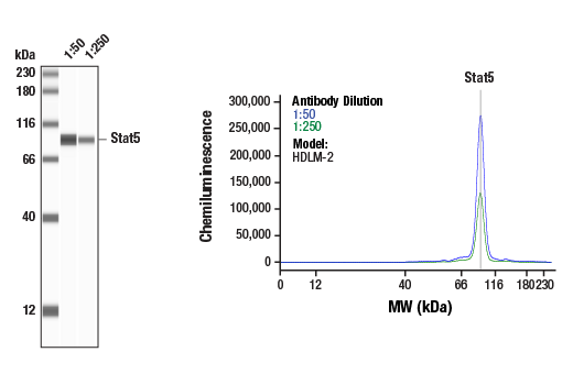 undefined Image 38: Stat3/Stat5 Signaling Antibody Sampler Kit